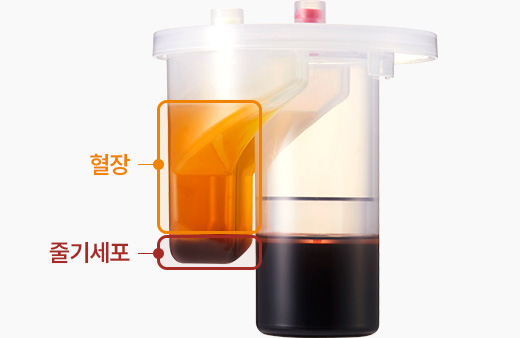 원더풀 줄기세포 혈장 줄기세포 분리
